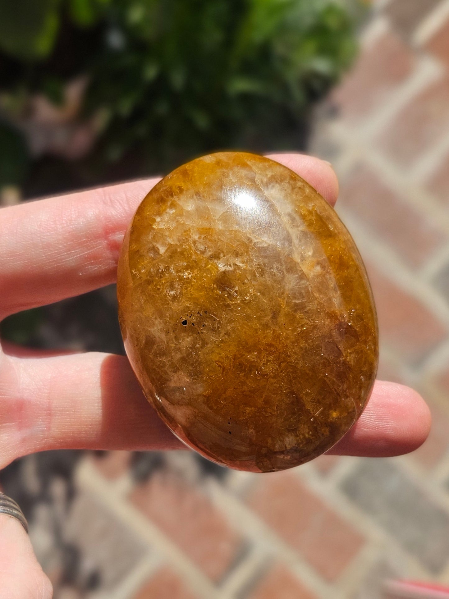 Golden Healer palm