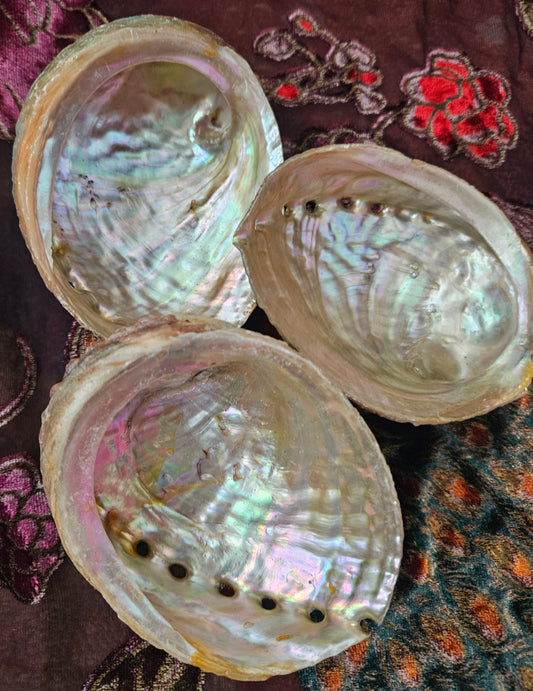 Pink Abalone shells harvested in CA; 3.5-4.5 inches 😍beautiful!
